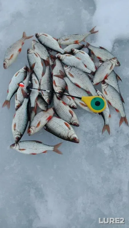 Roach — Zaslavskoye, Feb 24, 2021