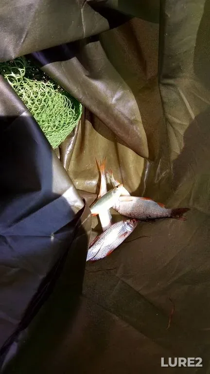 Carp — Vostets, Jun 12, 2023