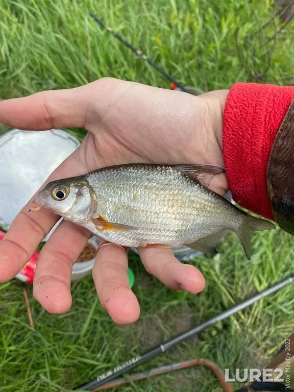 Carp — Beloye, Jul 02, 2021