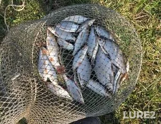 Bream, Roach — Klyazma, Aug 28, 2023