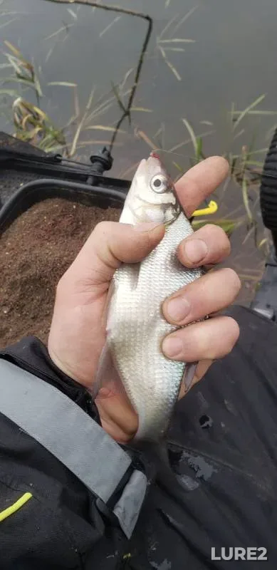 Bream — Lan, Jan 03, 2021
