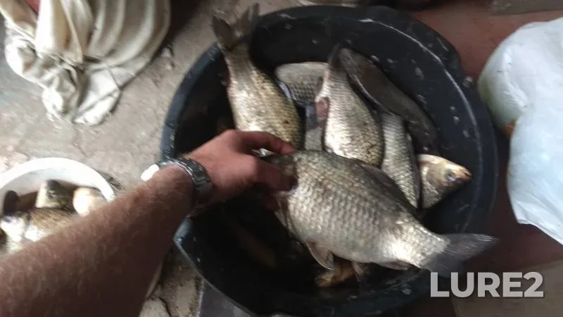 Crucian carp — Ingulets, Apr 20, 2018