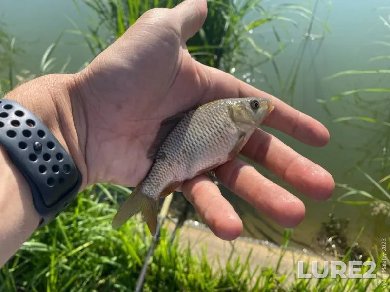 White bream — Sozh, Jun 11, 2021