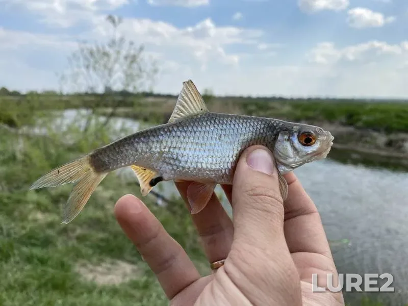Roach — Rіvnenska oblast, May 09, 2020, 3:15 PM