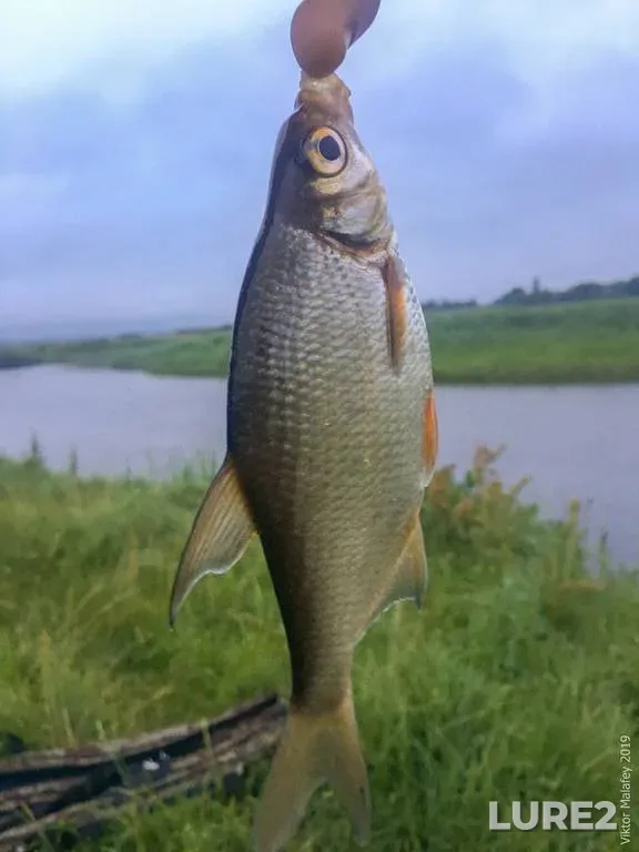 White bream — Rіvnenska oblast, Jun 23, 2019, 5:13 AM