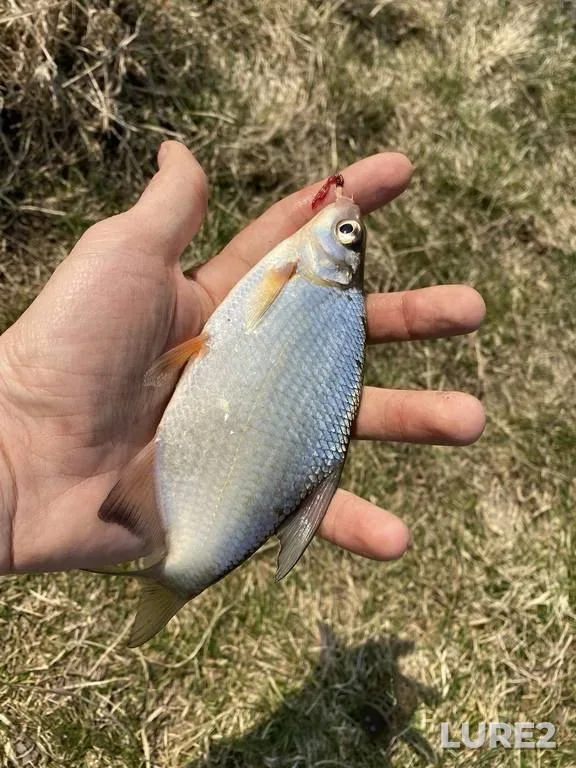 White bream — Rіvnenska oblast, Mar 28, 2020, 12:46 PM