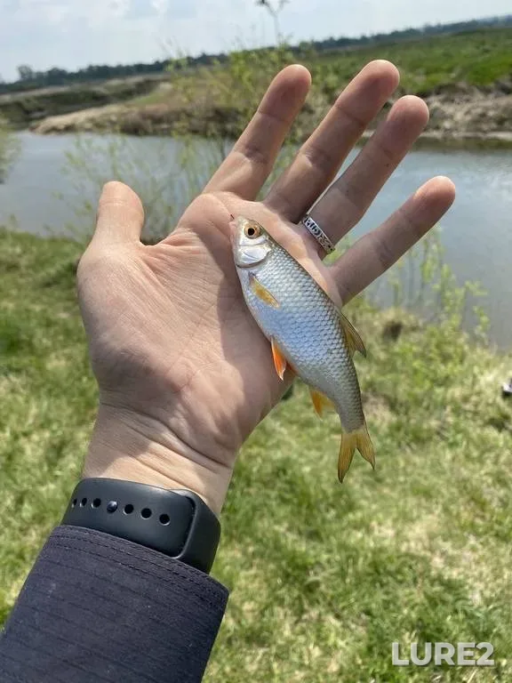 Roach — Rіvnenska oblast, May 09, 2020, 1:36 PM