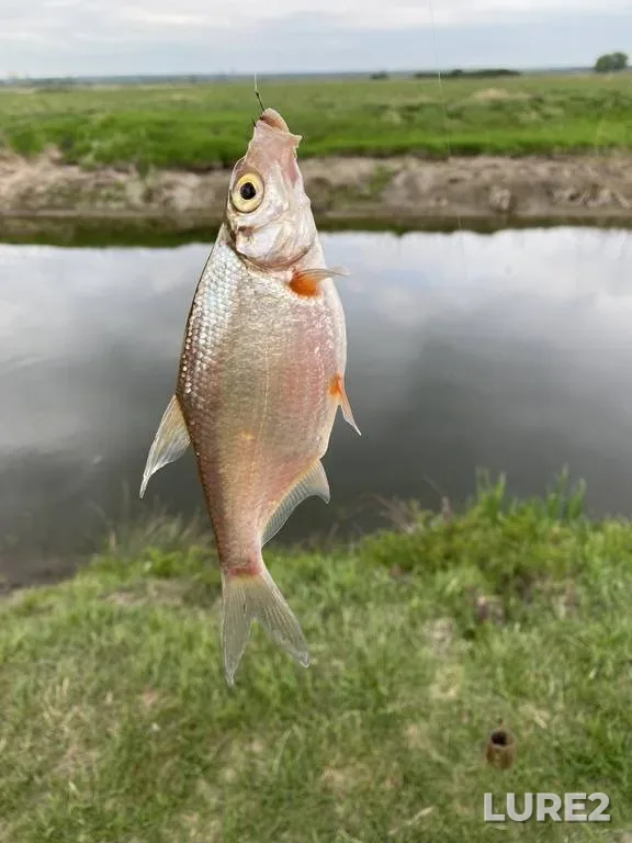 Bream, Roach — Usyazha, Mar 03, 2022