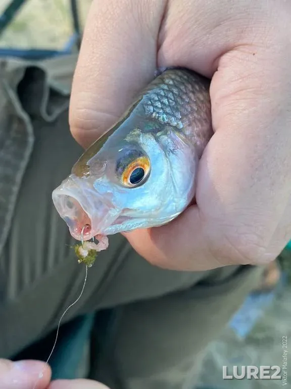 Bream, Roach — Usyazha, Jan 29, 2023