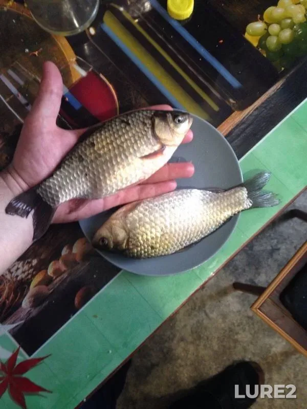 Crucian carp — Solyonoye, Apr 14, 2018