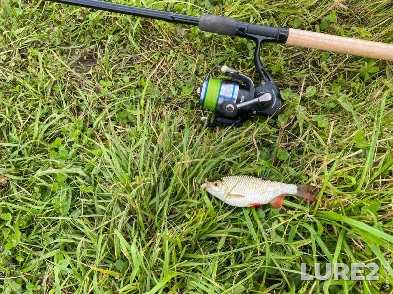 Crucian carp, Perch — Grebnoy kanal, Feb 23, 2023
