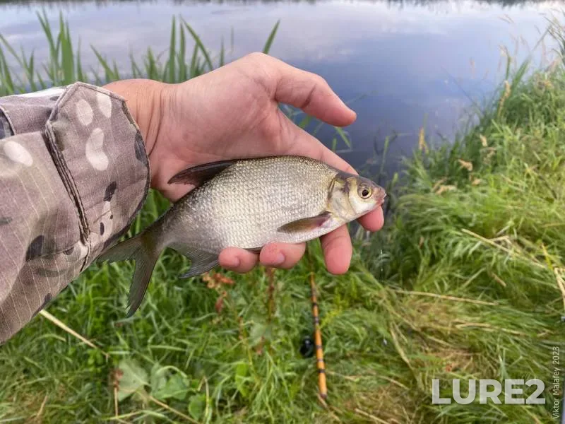 Bream — Rіvnenska oblast, Jul 06, 2023, 6:42 AM