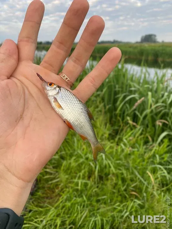 Roach — Rіvnenska oblast, Jul 04, 2023, 6:23 AM