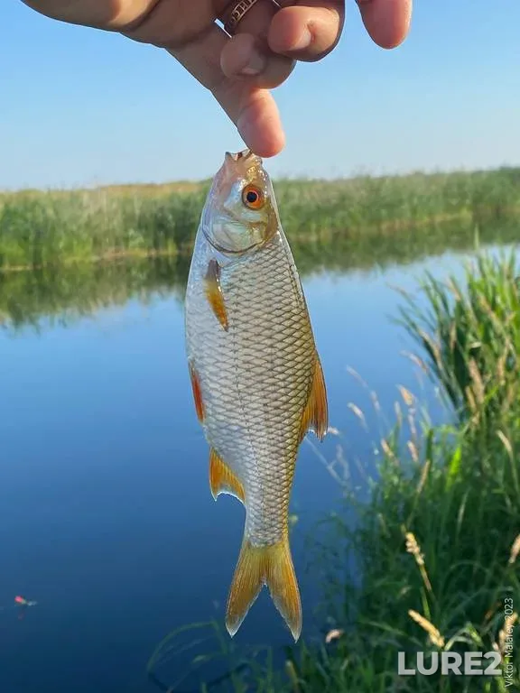 Roach — Rіvnenska oblast, Jul 03, 2023, 7:25 AM