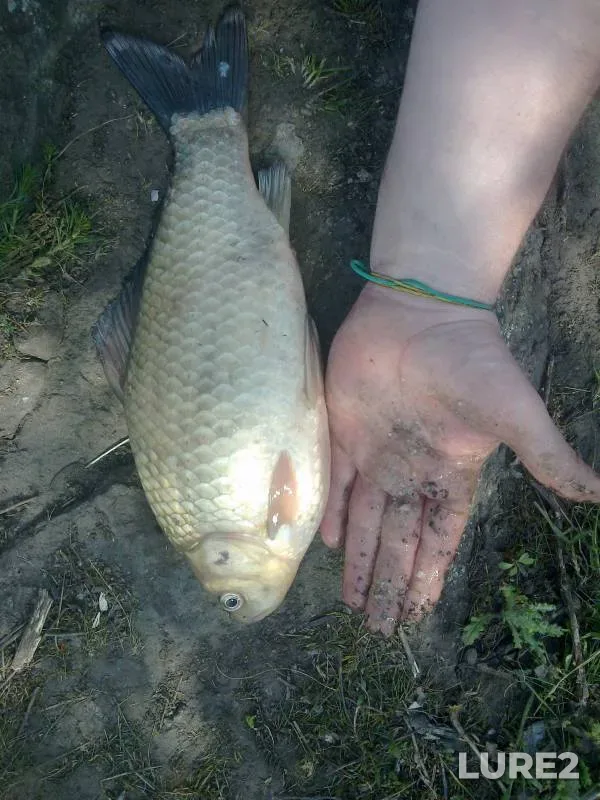 Crucian carp — Lokneya, Jun 01, 2015
