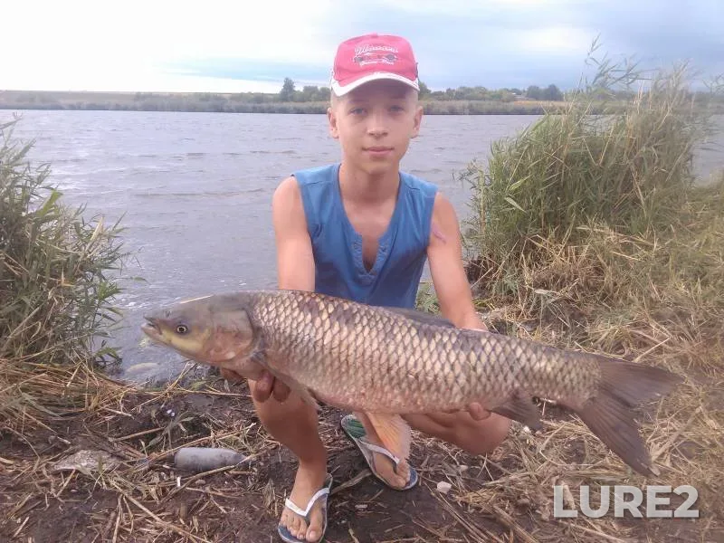 Grass carp — Malaya Korabelnaya, Sep 06, 2015, 4:54 PM