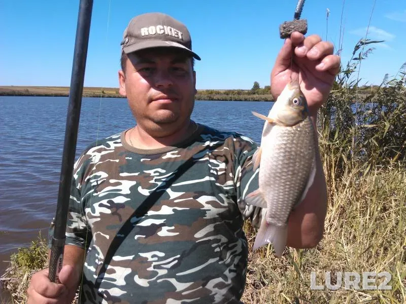 Crucian carp — Malaya Korabelnaya, Aug 30, 2015, 1:01 PM