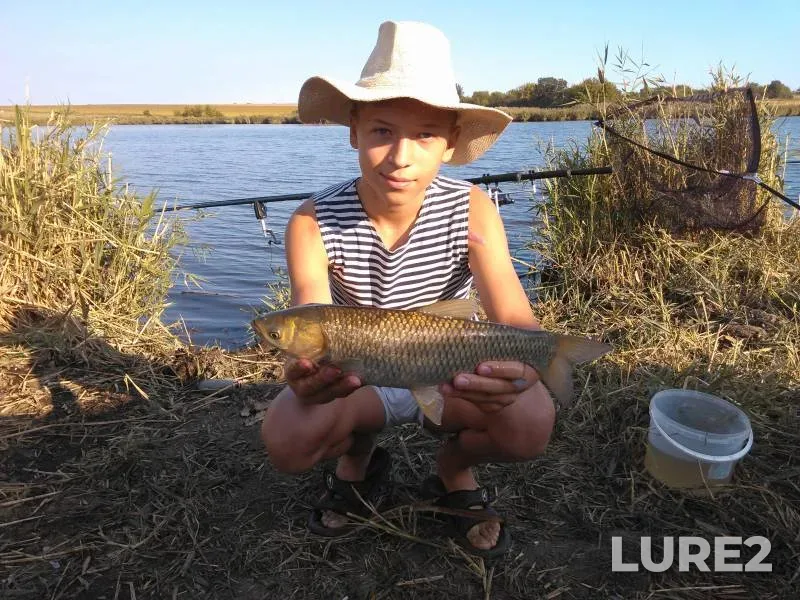 Grass carp — Malaya Korabelnaya, Aug 30, 2015, 8:24 AM