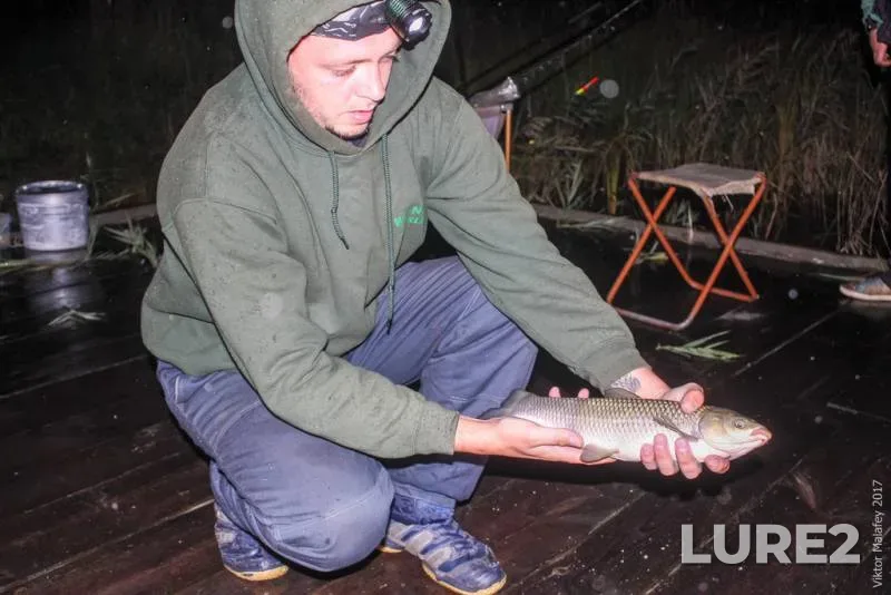Grass carp — Volinska oblast, Sep 24, 2017, 9:43 PM