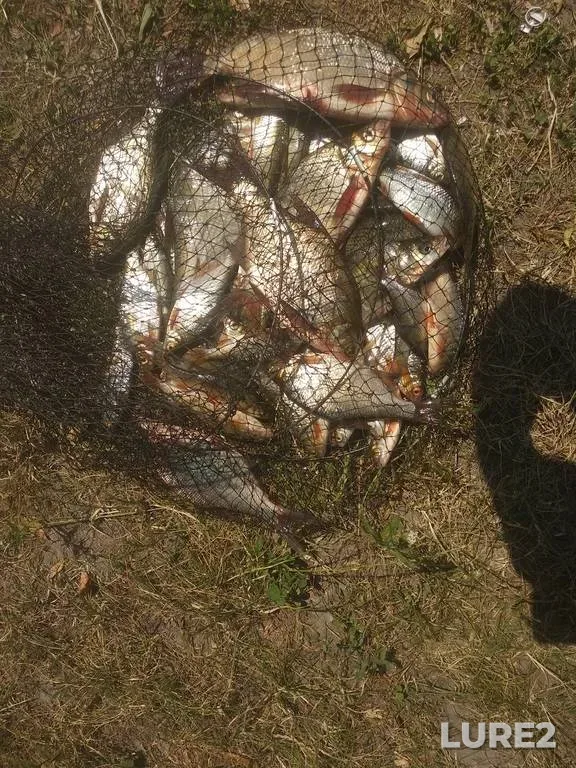 Bream, Roach — Khrennikovskoye, Jul 07, 2019