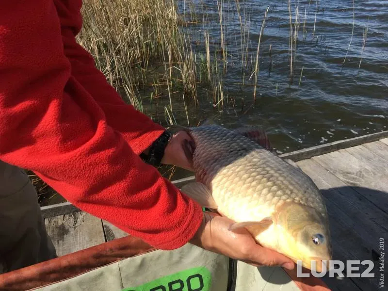 Crucian carp — Volinska oblast, May 01, 2019, 3:38 PM