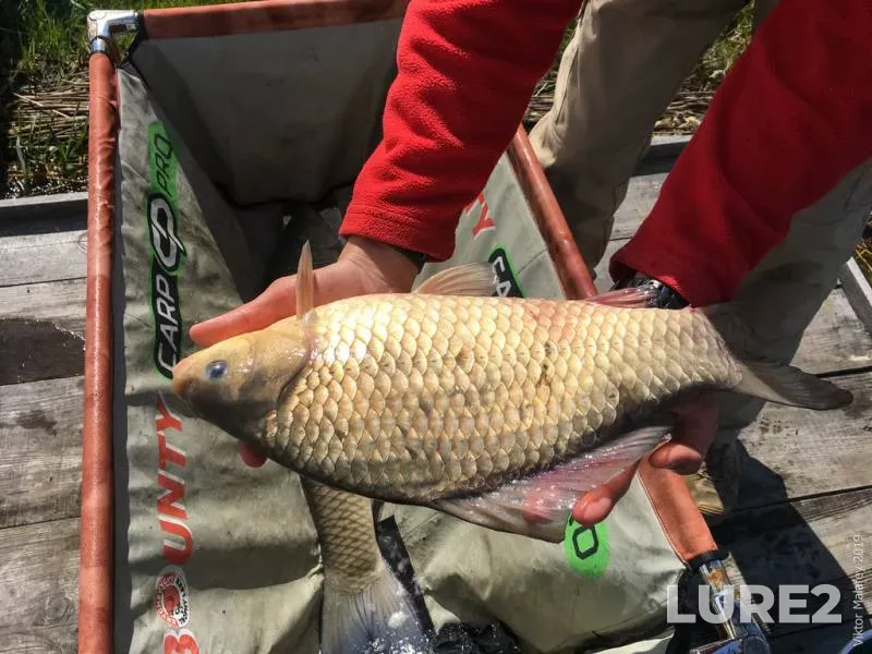 Crucian carp — Volinska oblast, May 01, 2019, 3:38 PM
