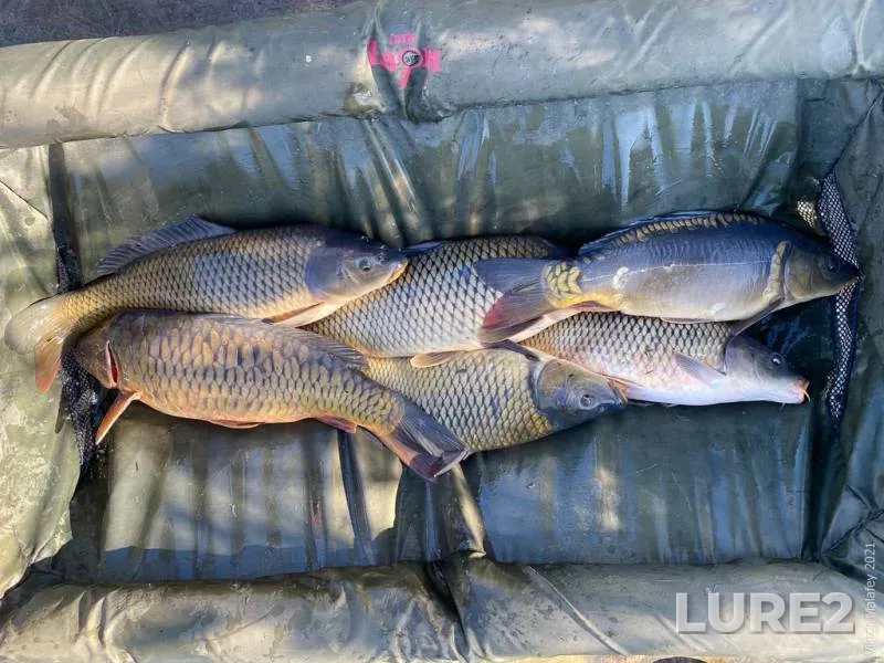Carp — Rіvnenska oblast, Oct 31, 2021