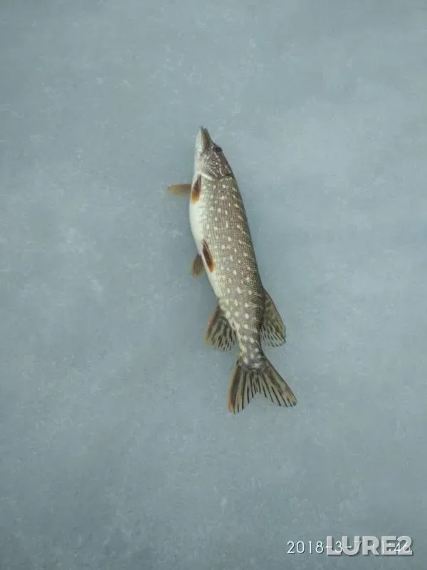 Pike — Yuzhnoye, Mar 07, 2018
