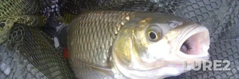 Chub — Rіvnenska oblast, Sep 30, 2012, 11:18 AM