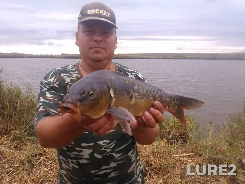 Carp — Malaya Korabelnaya, Sep 06, 2015, 4:33 PM