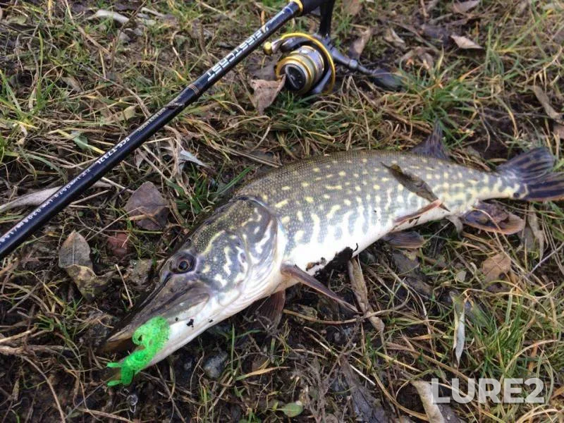 Perch, Pike — Saksagan, Jan 04, 2018