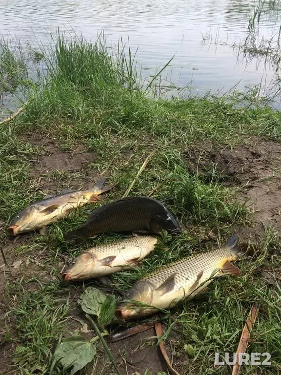 Bream, White bream — Trubinka, May 09, 2023