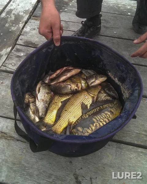 Crucian carp, Roach — Drozdy, May 29, 2023