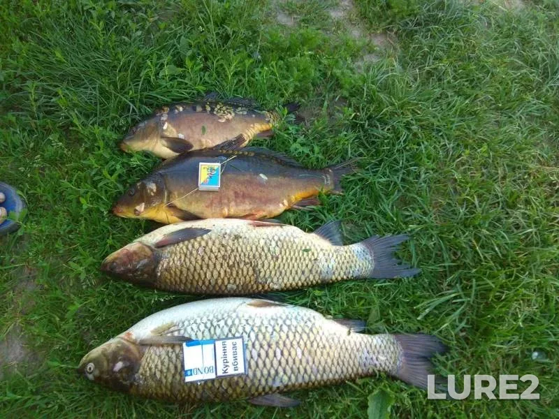 Bream, Roach — Usyazha, May 25, 2023