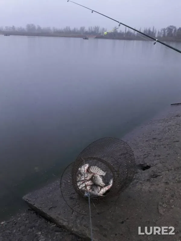 Crucian carp — Krasinskoye, Nov 28, 2017