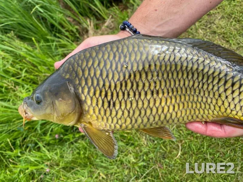 Bream, Perch — Klyazma, May 01, 2024