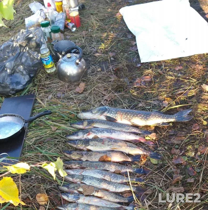 Carp, Perch — Vostets, May 25, 2023