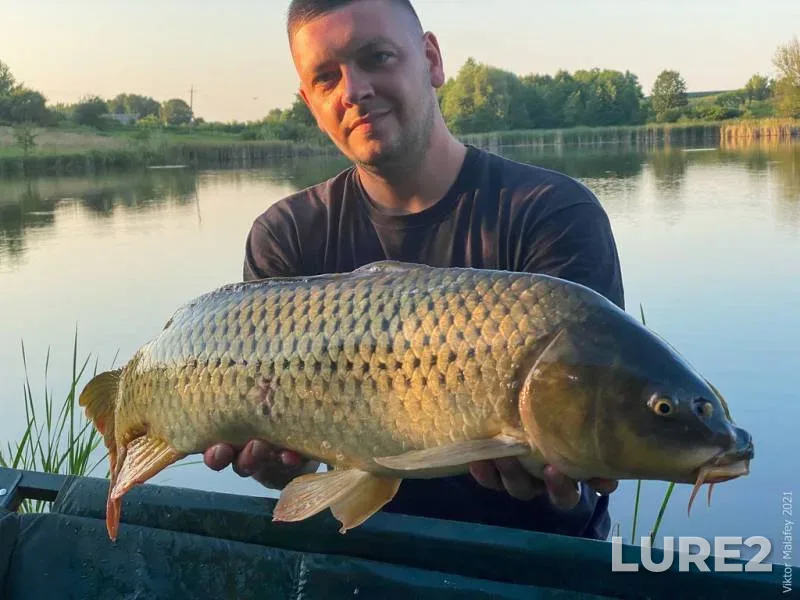 Carp — Zhitomirska oblast, Jul 10, 2021, 8:23 PM