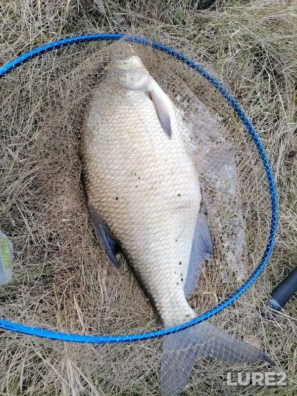 Bream, Roach — Istra, May 09, 2021