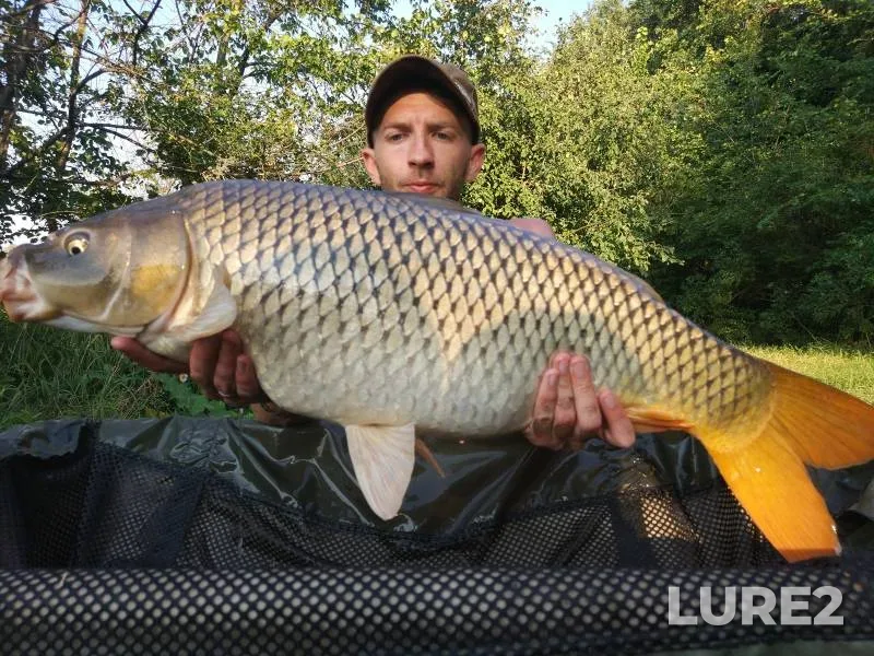 Bream, Chub — Berezina, Nov 02, 2022