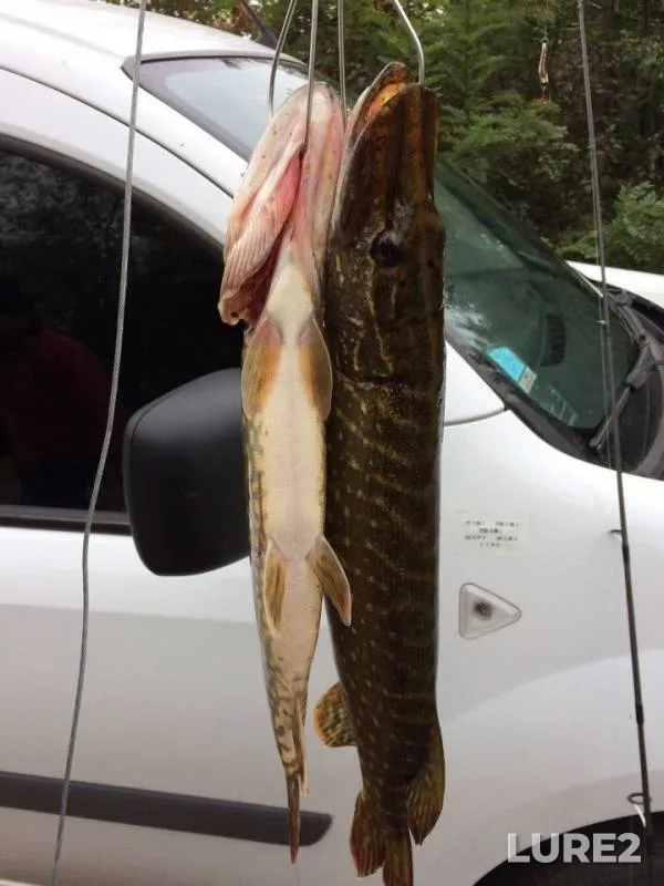 Pike — Ingulets, Oct 07, 2017