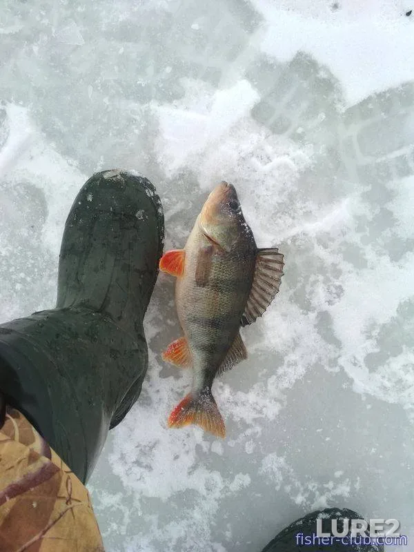 White bream — Sozh, Jul 02, 2022