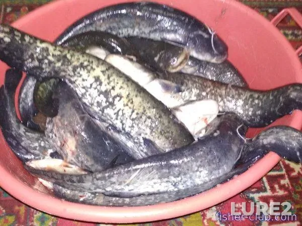 Bream — Chigirinskoye, Jul 11, 2022