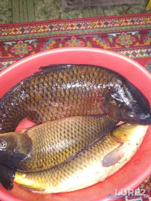 Tench — Shemetovka, Jul 17, 2022