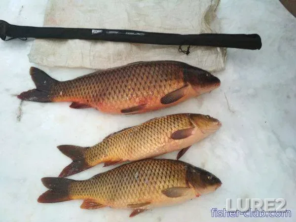 Bream, Wels catfish — Sozh, Aug 05, 2022
