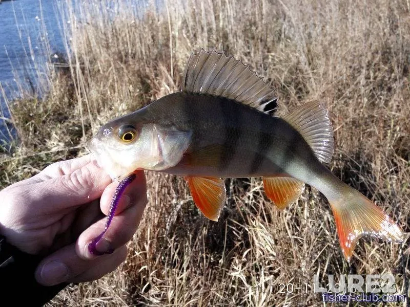 Perch — Poltavska oblast, Nov 20, 2016, 12:05 PM