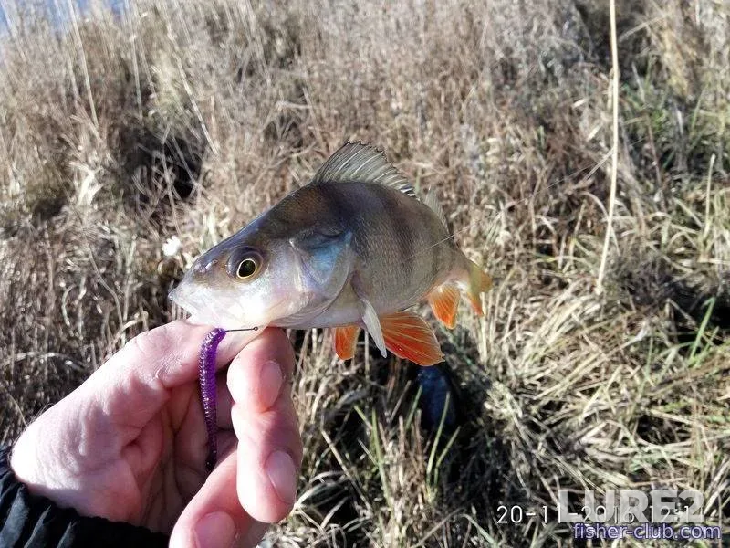 Bream, Crucian carp — Chervonoye, Aug 27, 2022