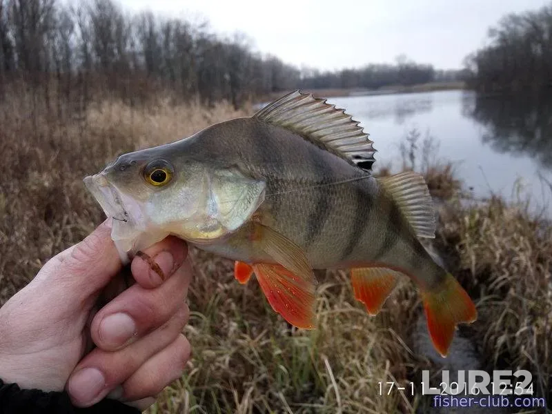 Perch — Dnepr, Nov 17, 2016, 12:54 PM