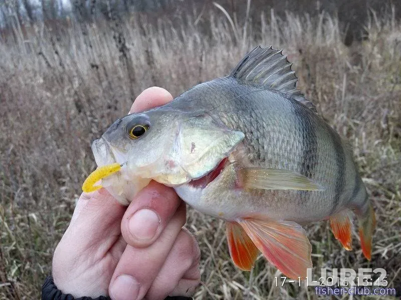 Bream, Chub — Berezina, Nov 10, 2022