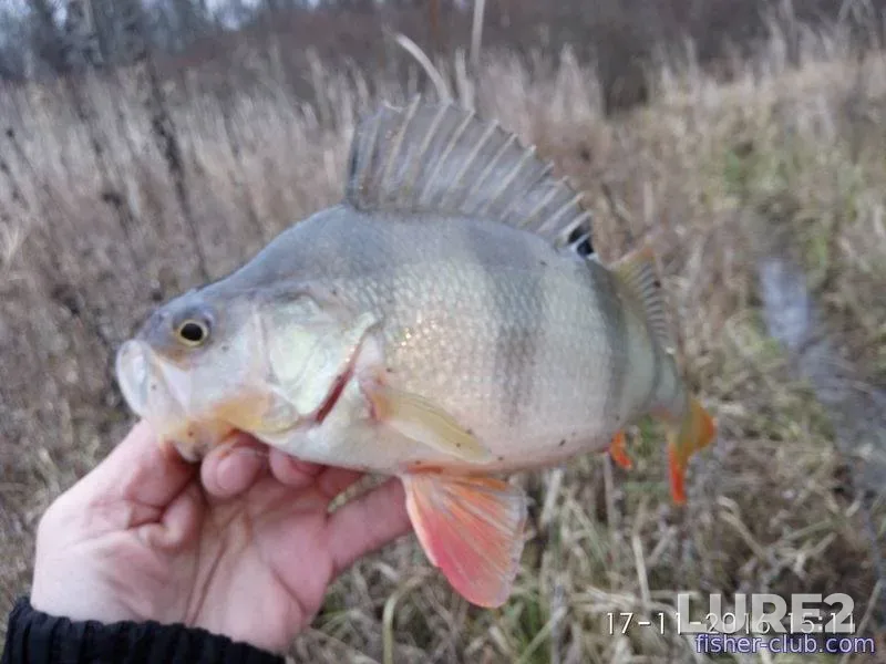 Pike — Tsnyanskoye, Dec 18, 2022